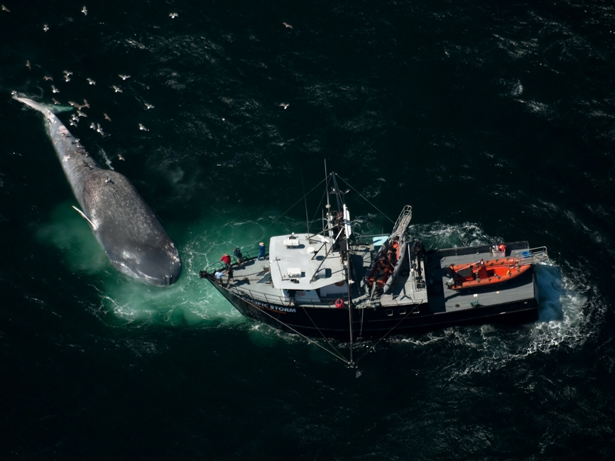 همکاری صنعت حمل و نقل دریایی با برنامه حفاظت از نهنگ‌ها